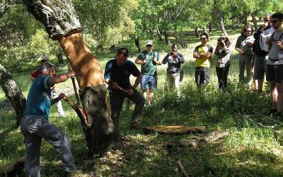 El proyecto LIFE CUSTODIA publica un informe sobre necesidades de formación en el ámbito de la...
