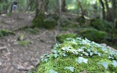 El proyecto CustForest publica una guía para integrar custodia del territorio, gestión forestal y bioeconomía en...