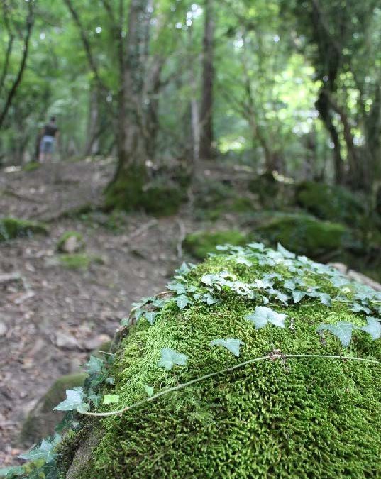 El proyecto CustForest publica una guía para integrar custodia del territorio, gestión forestal y bioeconomía en...