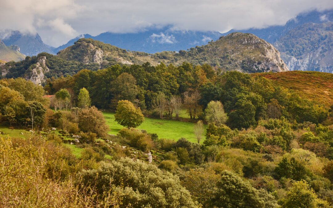 Nuevo informe sobre instrumentos innovadores para la financiación de la naturaleza y su aplicación en iniciativas...